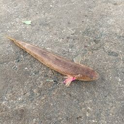 エソ