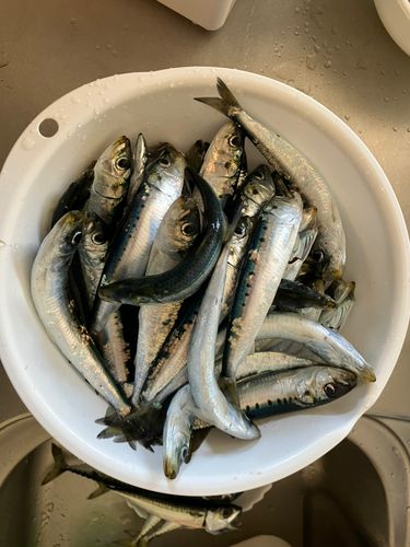 イワシの釣果