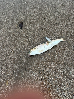 コノシロの釣果