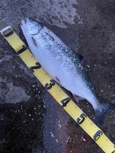 サクラマスの釣果