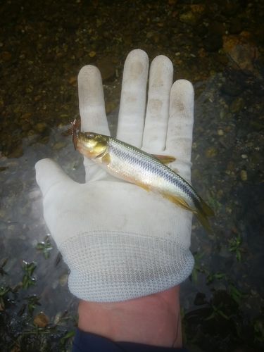 カワムツの釣果