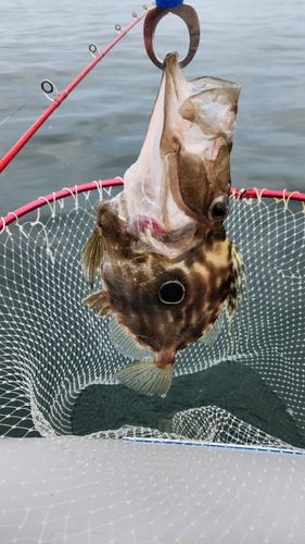 マトウダイの釣果