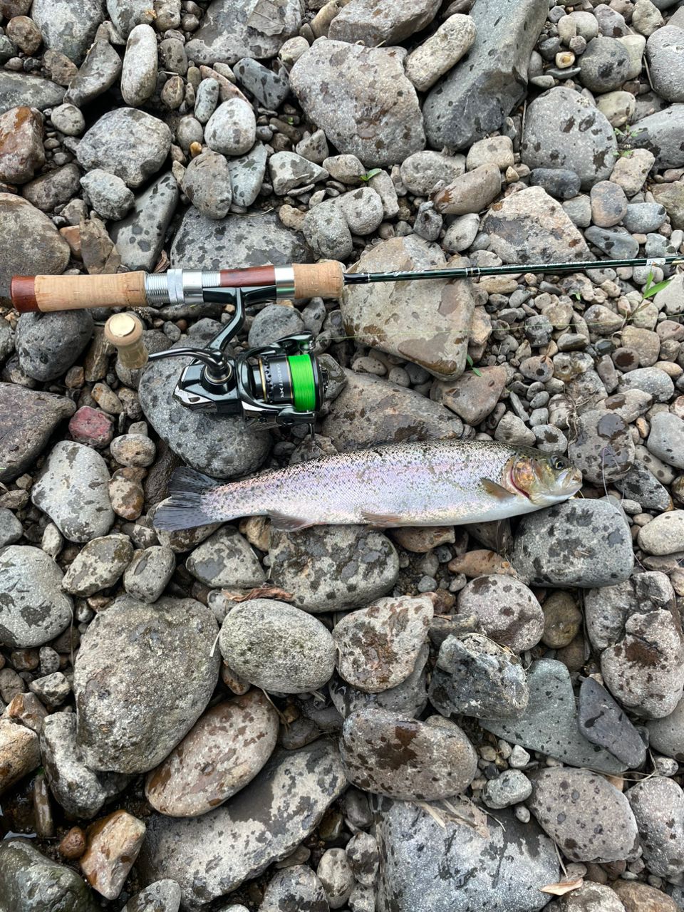 PALMS エゲリア ネイティブパフォーマンス ESNS-53Lの最安値・インプレ