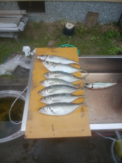 マアジの釣果