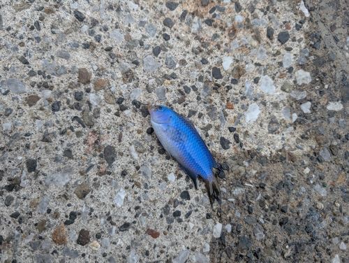ソラスズメダイの釣果