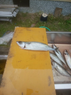 ゴマサバの釣果
