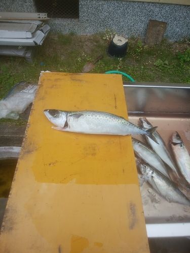 ゴマサバの釣果