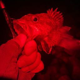 タケノコメバル