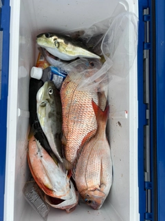 マダイの釣果