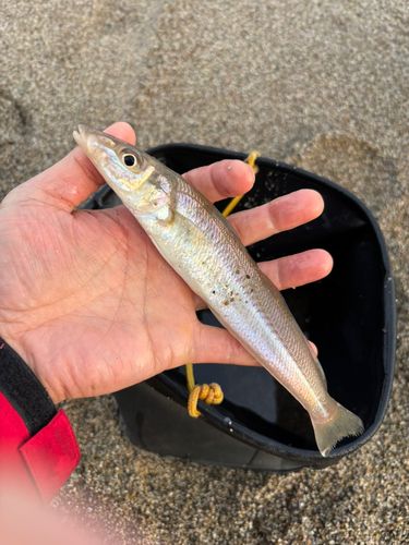 キスの釣果