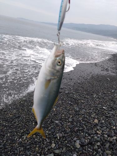 ワカシの釣果