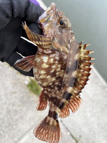 クロソイの釣果