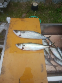 マサバの釣果