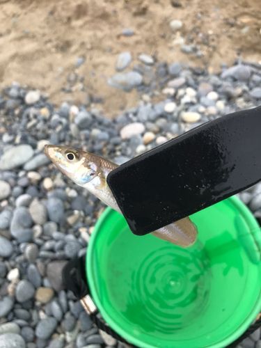 キスの釣果