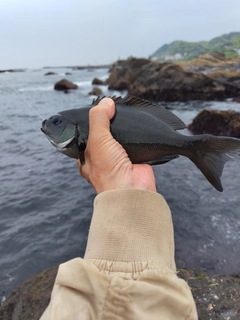 メジナの釣果