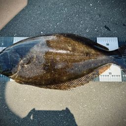 ヒラメ