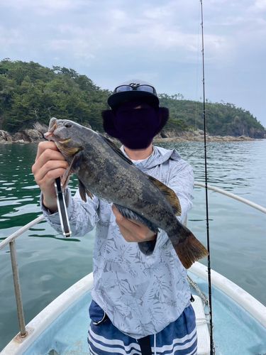 アイナメの釣果