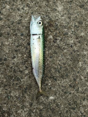 サバの釣果