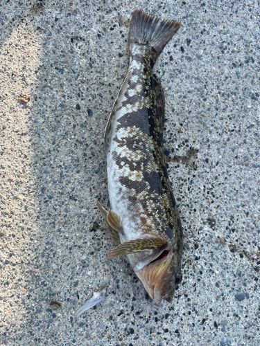 アイナメの釣果