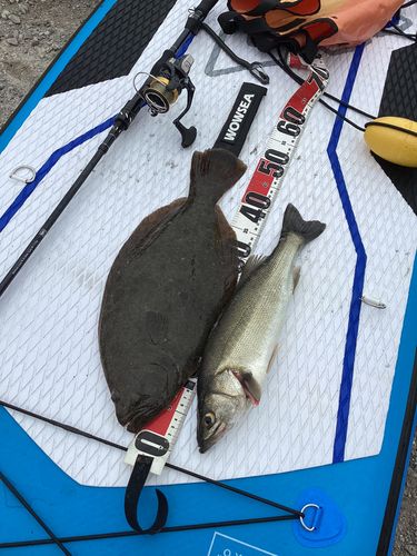 ヒラメの釣果
