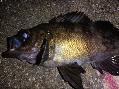 メバルの釣果