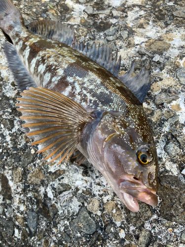 アイナメの釣果