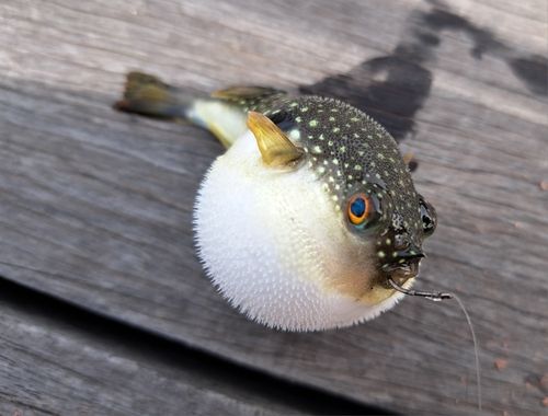 クサフグの釣果