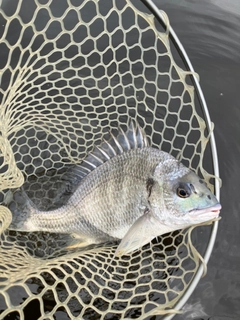 キビレの釣果