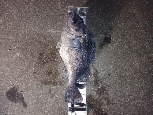 クロソイの釣果