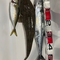 マゴチ