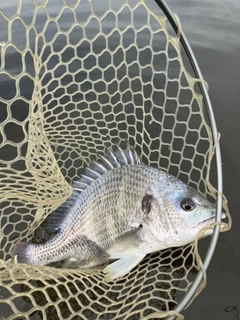 キビレの釣果