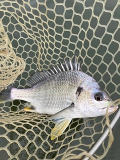 キビレの釣果