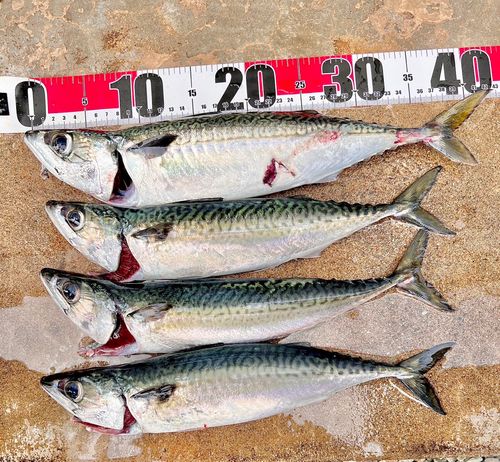 サバの釣果