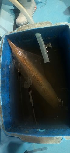 ケンサキイカの釣果