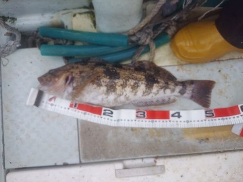 アイナメの釣果