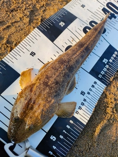 マゴチの釣果