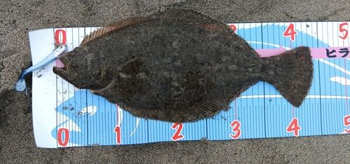 ヒラメの釣果