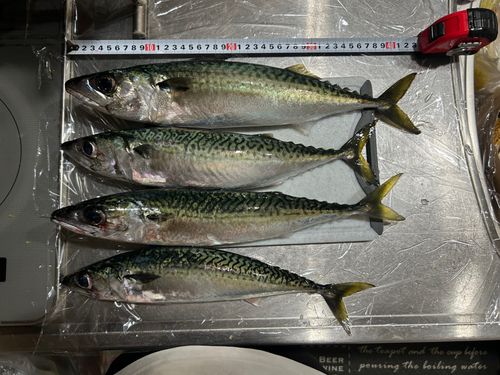 サバの釣果