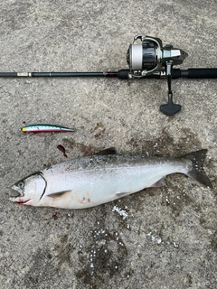 サクラマスの釣果