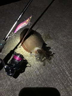 コウイカの釣果