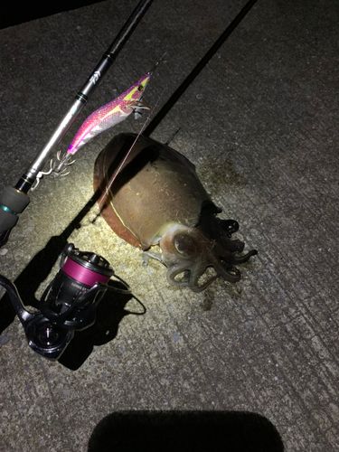 コウイカの釣果