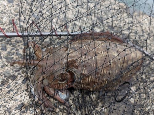 モンゴウイカの釣果