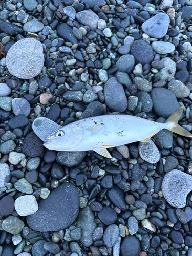 ワカシの釣果