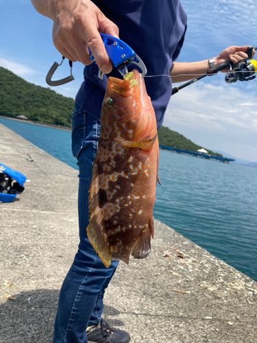 キジハタの釣果