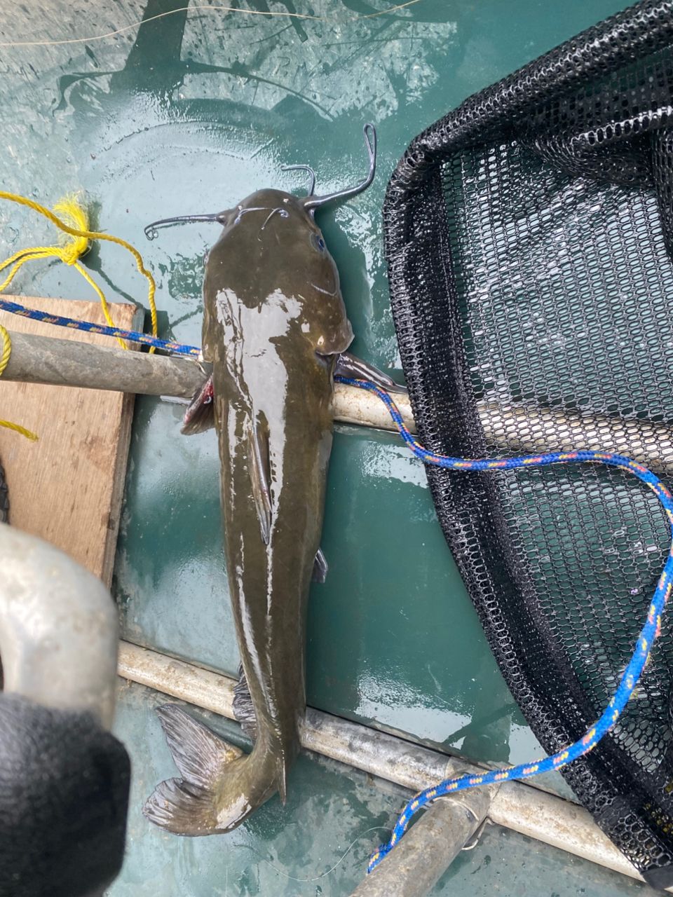 アメリカンキャットフィッシュ