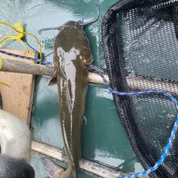 アメリカンキャットフィッシュ