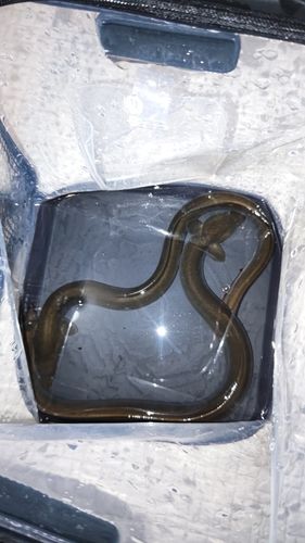 ウナギの釣果