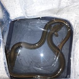 ウナギ