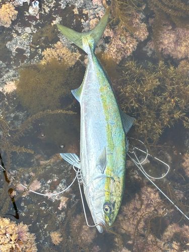 イナダの釣果