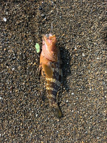 キジハタの釣果